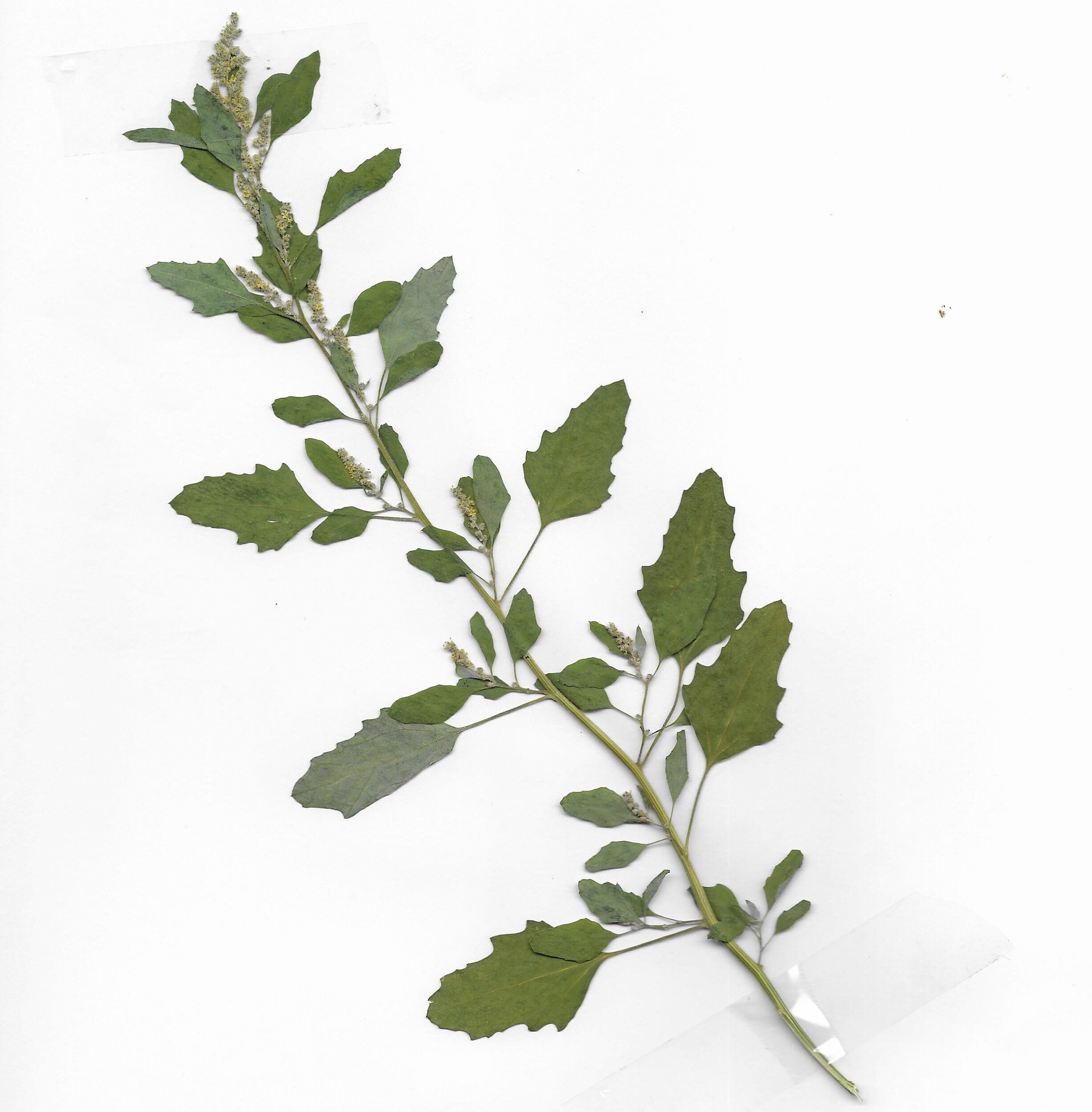 herbier modèle.5.jpg