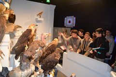Galerie photo Rapaces